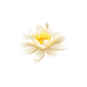 White Waterlily